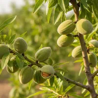 مرکز فروش گردو وبهترین نهال‌ها با کیفیت و مناسب|خدمات باغبانی و درختکاری|تبریز, |دیوار