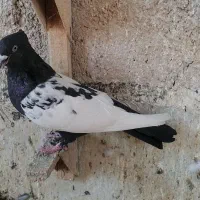 کبوتر یا کفتر بهبانی سینه ماده|پرنده|مرودشت, بهارستان|دیوار
