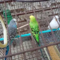 3 تا مرغ عشق