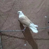 پشتی|پرنده|میان ولایت, |دیوار