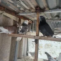 کفتر اتوبان آهنگ بعدازتقاطع عارف شمالی|پرنده|چهاردانگه (تهران), |دیوار