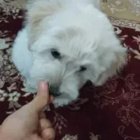 سگ اصل شناسنامه دار|سگ|قلعه گنج, |دیوار