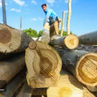 خرید انواع چوبهای باغی وچوب ضایعات با قیمت ..