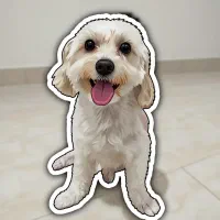 پانسیون حیوانات سگ و گربه