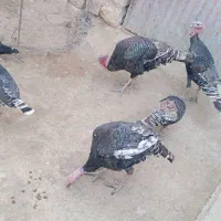 بوقلمون|حیوانات مزرعه|چگنی, |دیوار