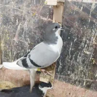 نر ماده هوایی|پرنده|مشهد, شهید بصیر|دیوار