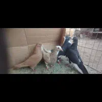 نقدفقط|پرنده|کرمان, |دیوار