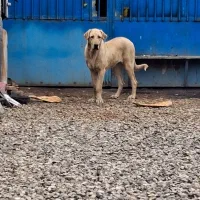 سگ پژدر ماده