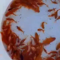 فروش ماهی قرمز تلسکوپی کوی گلفیش|ماهی|سنگر, |دیوار