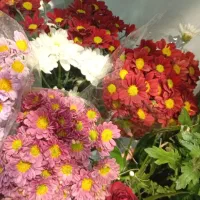 رز موجود کردیم|گل و گیاه طبیعی|سبزوار, فرهنگیان|دیوار