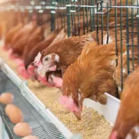 قفس مرغ تخم گذار