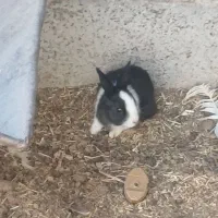 خرگوش|موش و خرگوش|زاهدان, |دیوار