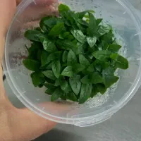 فروش گیاهان آکواریومی