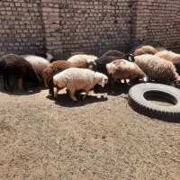 بره نر چاق فروشی
