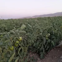 ۷۰۰۰متر مربع گوجه