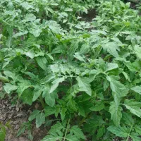 نشا گوجه فرنگی محلی اعلا