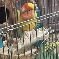 طوطی برزیلی مولد