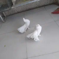 جفت گاه کبوتر|پرنده|صدرا-فارس, فاز ۱|دیوار