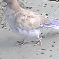 کبوتر گم شده