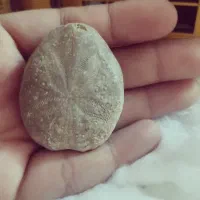 فسیل ستاره دریایی بسیار دیدنی و جالب