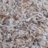 تفاله چغندر