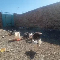 مرغ و خروس گلین شاخدار برهما بوقلمون ویاندوت|حیوانات مزرعه|بیرجند, |دیوار