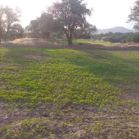 اجاره دوهکتار زمین کشاورزی آبی|اجارهٔ دفتر صنعتی، کشاورزی، تجاری|پاتاوه, |دیوار