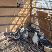 فروش ۳۱ عدد کبوتر جوان|پرنده|بندرعباس, |دیوار