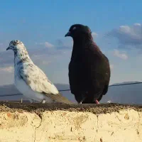 کفتر زاغ کاکلی|پرنده|سراب, |دیوار