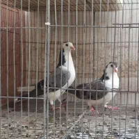 نروماده دمگیر اصیل|پرنده|اصفهان, دستگرده|دیوار