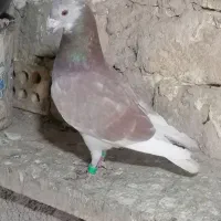 کفتر