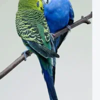 دو عدد مرغ عشق