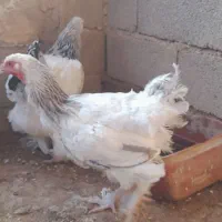 مرغ برهما|حیوانات مزرعه|تربت جام, جامرود|دیوار