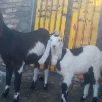 بز آمریکایی