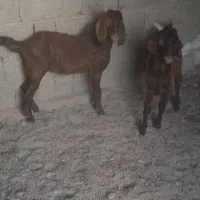 کهره نر هم برای گوشتی و هم برای داشت|حیوانات مزرعه|بندر گناوه, |دیوار