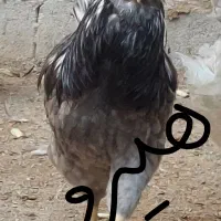 تخم مرغ نطفه دار گلین هیرو