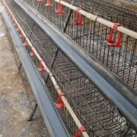 فروش ۸۰۰عدد قفس