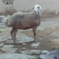 گوسفند|حیوانات مزرعه|سنقر, |دیوار