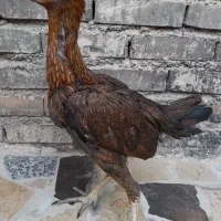 جوجه لاری
