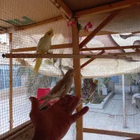 عروس هلندی