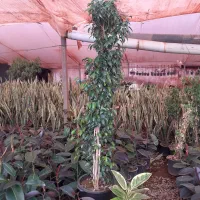 یوکا تنه دار قیمت مناسب|گل و گیاه طبیعی|قم, آزادگان|دیوار