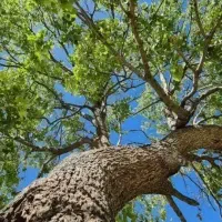 خریدار انواع درخت ها مانند گردو بید  چنار