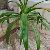 گل اشک ملکه یا سوسن عنکبوتی|گل و گیاه طبیعی|ابریشم, |دیوار