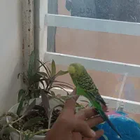 مرغ عشق نر اسپانگل