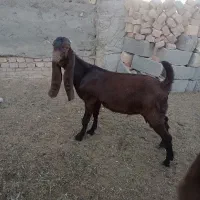 بزغاله پاکستانی
