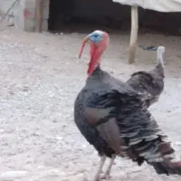 سلام علیکم فروش غاز و بوقلمون|حیوانات مزرعه|رویدر, |دیوار