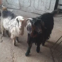 گوسفند|حیوانات مزرعه|کرمانشاه, |دیوار