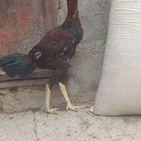 جوجه خروس سرخ لاری و هفت تا خروس صابونی