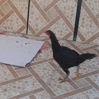 مرغ لاری