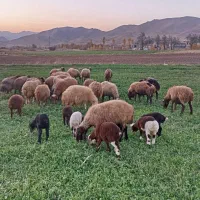 گوسفند میش و بره|حیوانات مزرعه|موچش, |دیوار